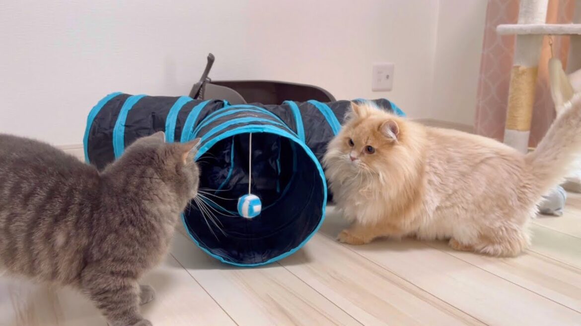 体格差約2倍の大型猫を圧倒してしまう小型短足マンチカンの気が強すぎた… 体格差約2倍の大型猫を圧倒してしまう小型短足マンチカンの気が強すぎた...