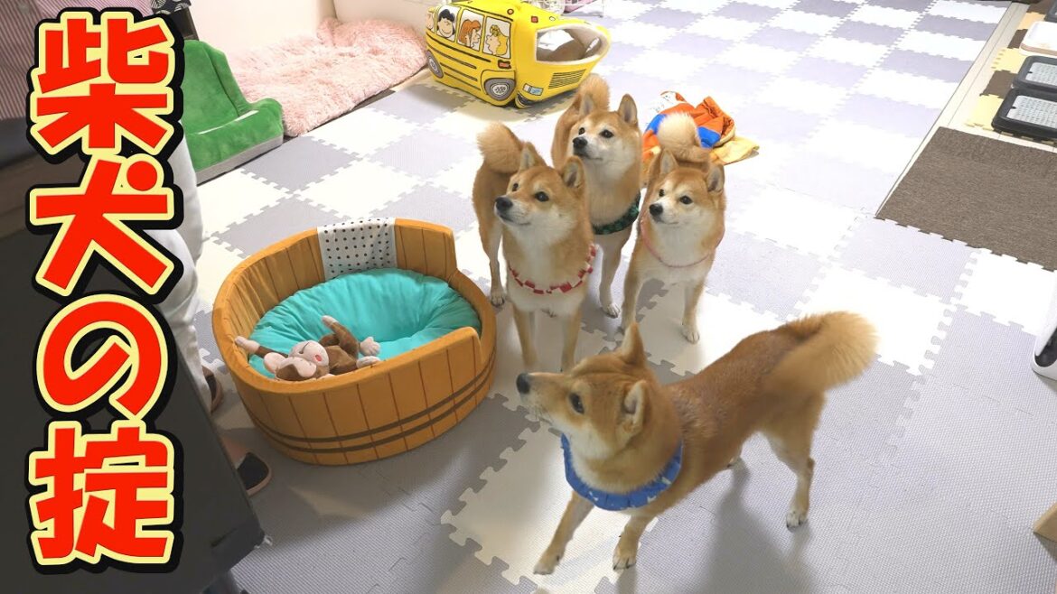 ピリピリムードの中、柴犬の上下関係がはっきりと見えました・・・ ピリピリムードの中、柴犬の上下関係がはっきりと見えました・・・