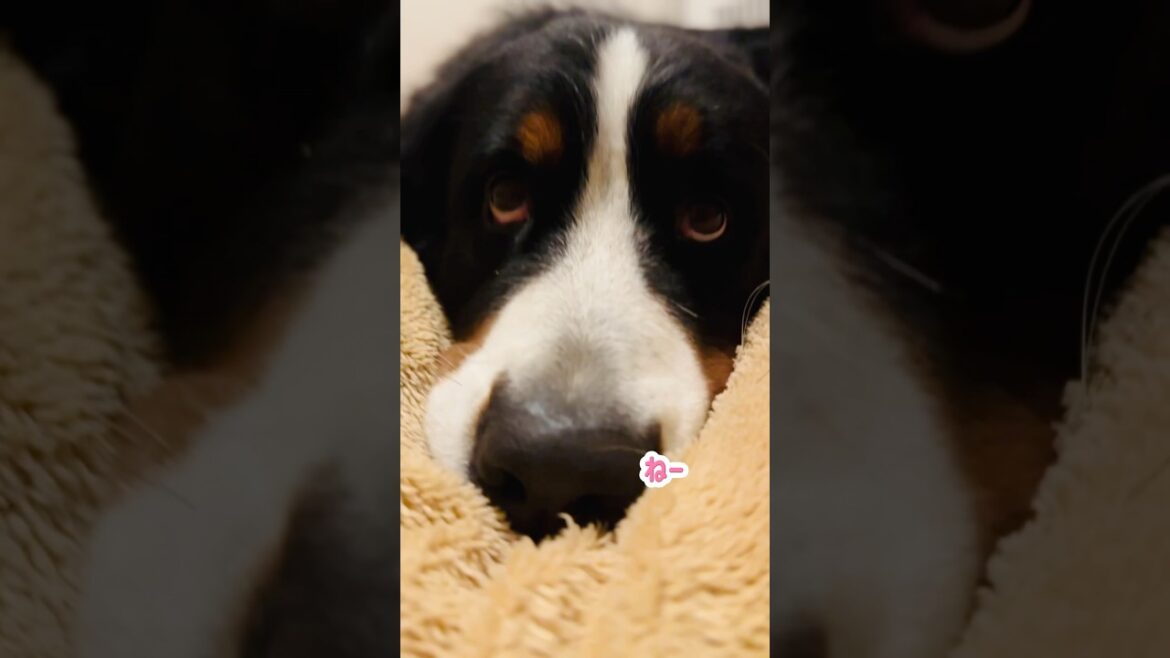 寝る直前　飼い主困らせるバーニーズ！