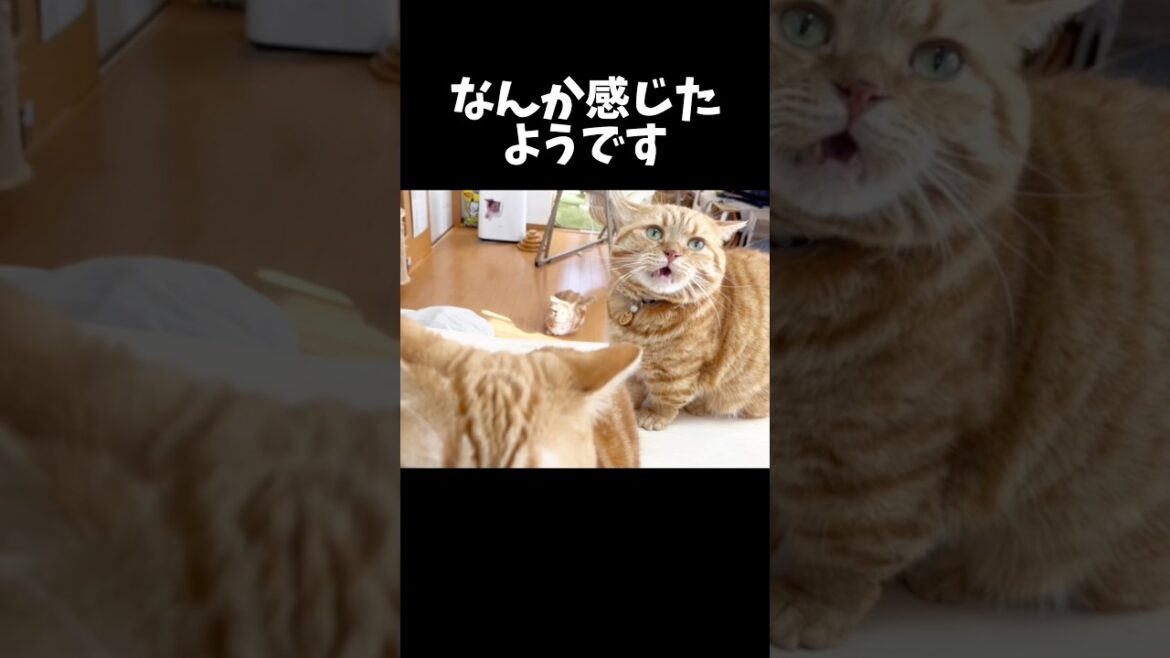 息子たちに囲まれて... #猫 #マンチカン #shorts