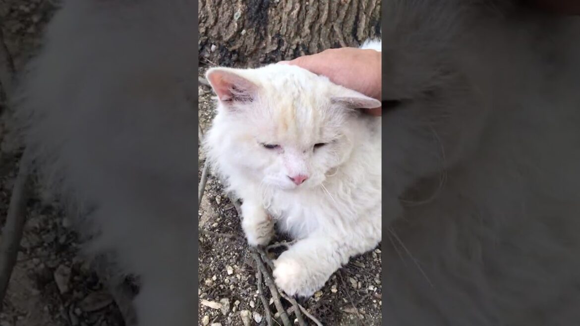 ふわふわ巻き毛猫セルカークレックスちゃん人懐っこい笑顔かわいい #Shorts ふわふわ巻き毛猫セルカークレックスちゃん人懐っこい笑顔かわいい #Shorts