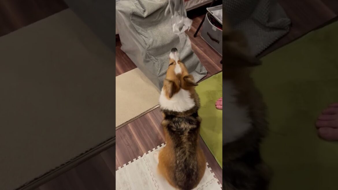 新しいおもちゃは１人でゆっくり遊びたい派のコーギー #shorts