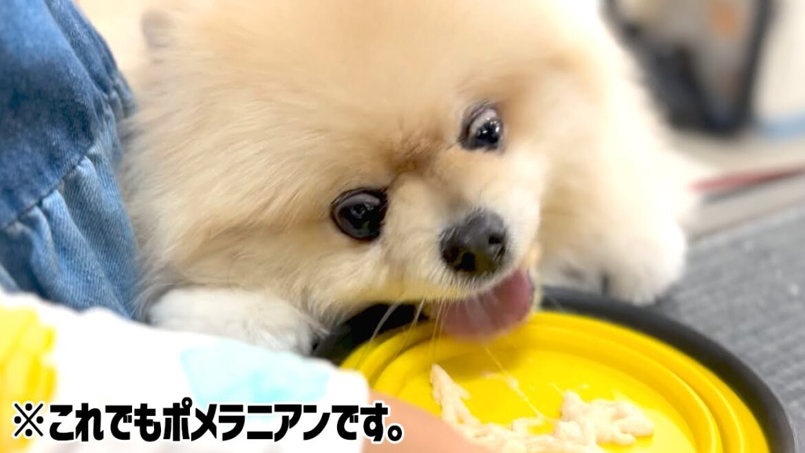 チキン並に野生を呼び起こさせるオヤツを見つけました！