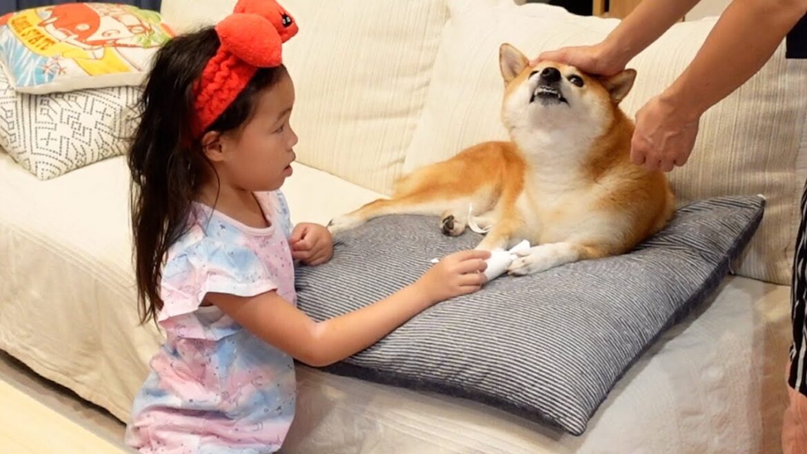 6歳娘が柴犬の異常にいち早く気づきすごく心配してくれた 6歳娘が柴犬の異常にいち早く気づきすごく心配してくれた