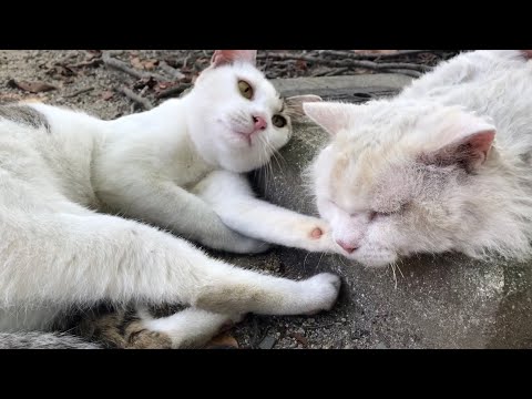 お背中肉球マークちゃん遊びたくてセルカークレックス寝させない お背中肉球マークちゃん遊びたくてセルカークレックス寝させない