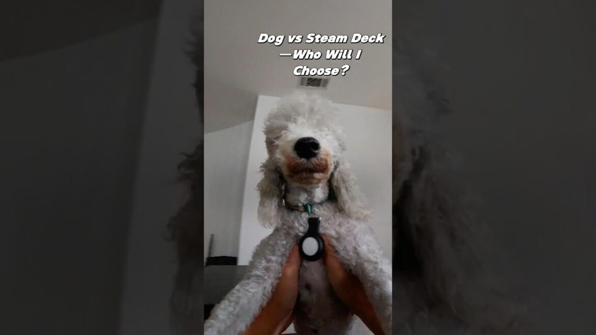 Dog or Steam Deck? Who Will I Pick? #steamdeck #funnydogvideos #gamerlife #petshorts #funnydogvideos
