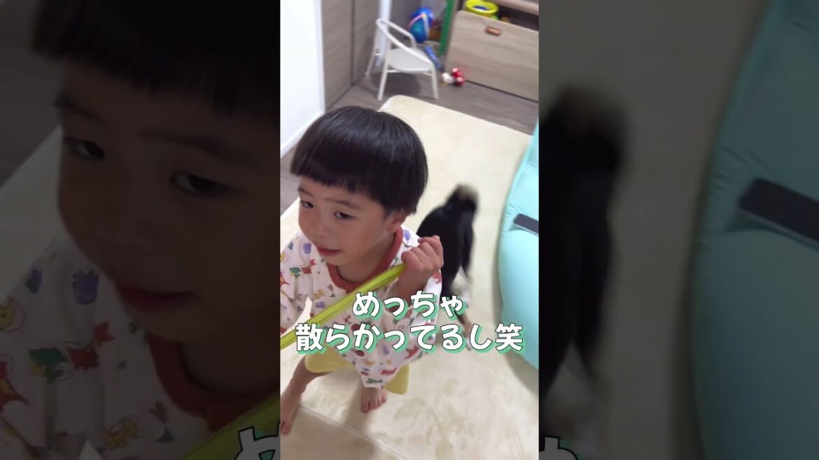 騒がしすぎる豆柴家族の大暴れ【柴犬】#shorts