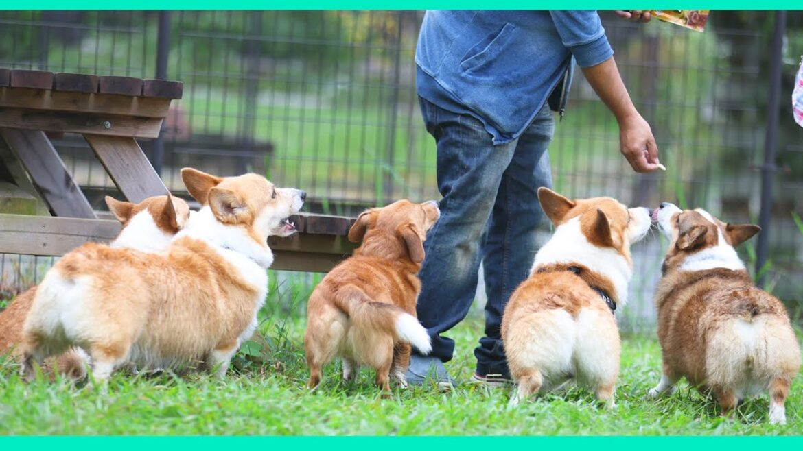 久しぶりにご近所のコーギーたちと仲良く遊べました！