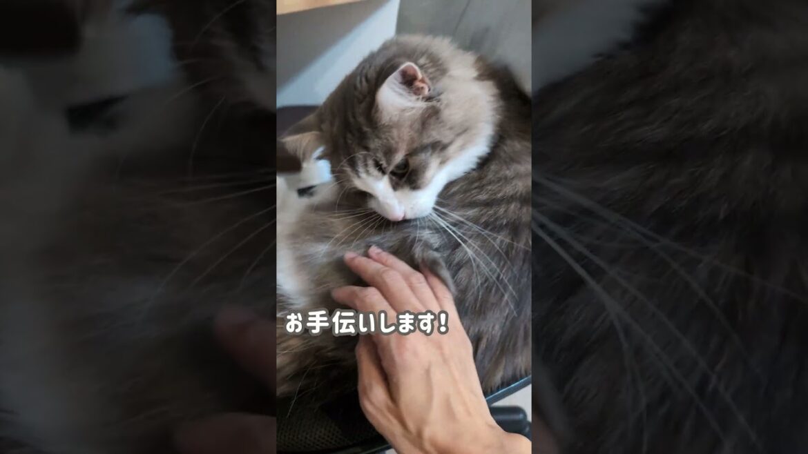 何もないと思ったら猫【ノルウェージャンフォレストキャット】＃Shorts