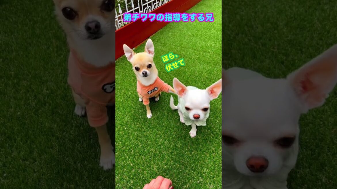 賢い兄チワワが弟チワワを『指導』します【多頭飼いスムチーず】 #shorts #いぬすたぐらむ #犬好きさんと繋がりたい
