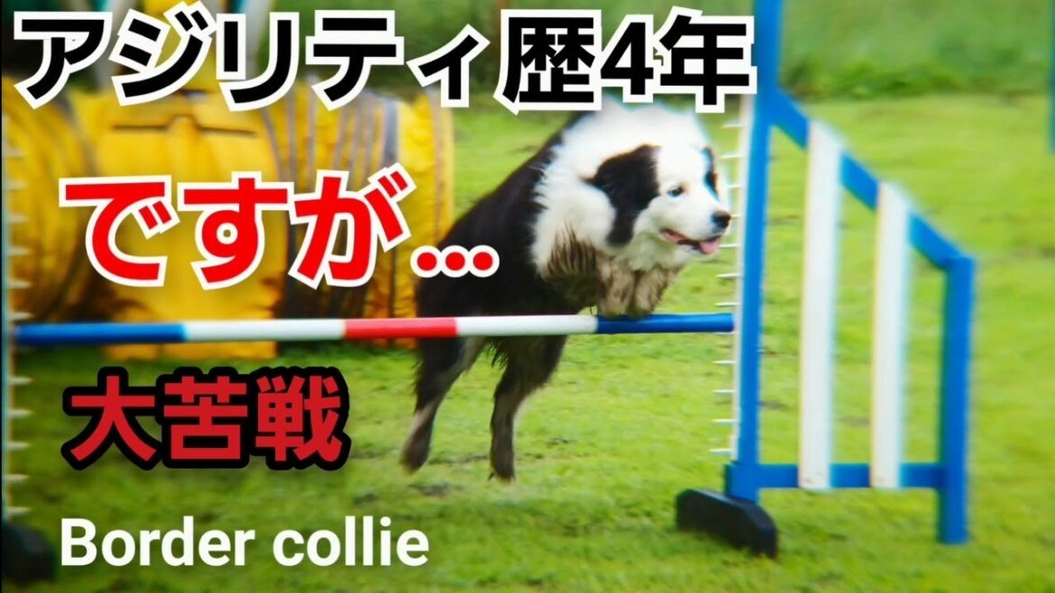 アジリティって難しい【ボーダーコリー】