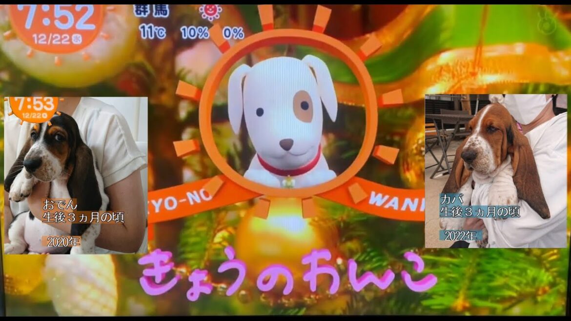 【めざましテレビ】きょうのわんこ