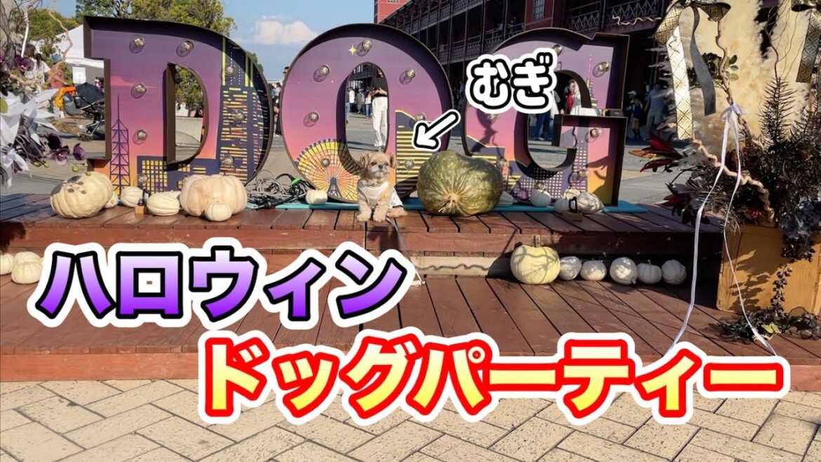 横浜赤レンガ ハロウィンドッグパーティー2024 チワワ×シーズー 横浜赤レンガ ハロウィンドッグパーティー2024 チワワ×シーズー