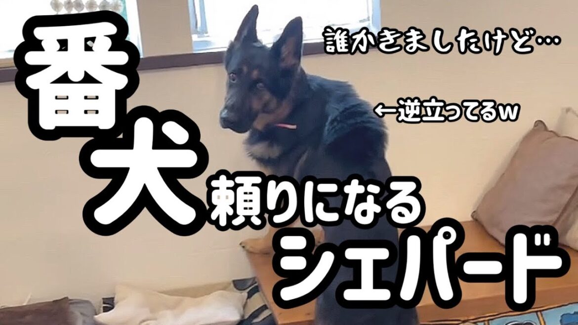 警戒心がすごい！シェパード『まろん』👍物騒な世の中吠えてくれると安心😮‍💨まろソック頼りにしてるよ💕