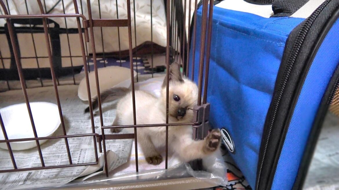 ケージの隙間から脱走する赤ちゃんシャム子猫👶🍼