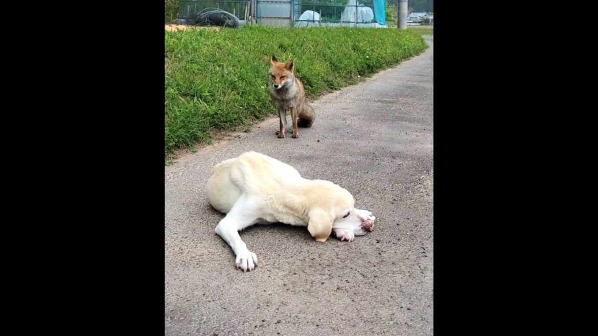 【犬とキツネ】ラムとコンの出会いと別れの物語 #ラブラドールレトリバー #ホンドギツネ #共生 【犬とキツネ】ラムとコンの出会いと別れの物語 #ラブラドールレトリバー #ホンドギツネ #共生