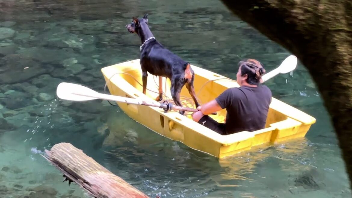 川にパパを置き去りにするドーベルマン