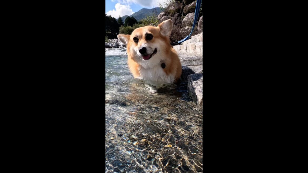 水辺を歩くコーギー / A corgi wading in the shallows #shorts