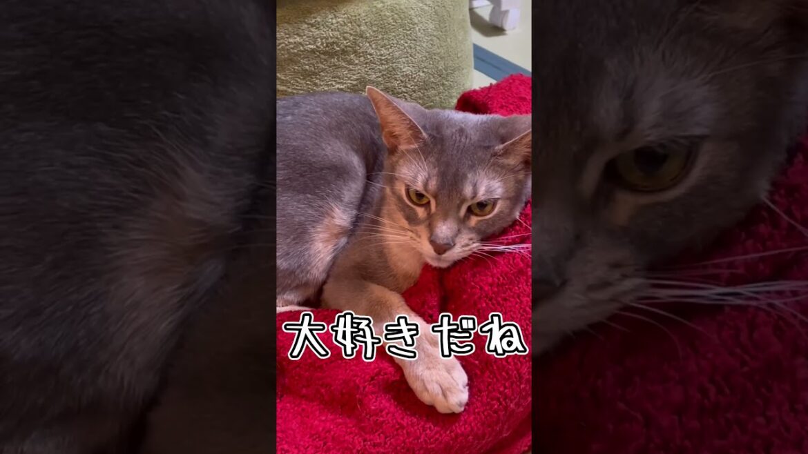 アビシニアンとは その20 #shorts #猫 #アビシニアン アビシニアンとは その20 #shorts #猫 #アビシニアン
