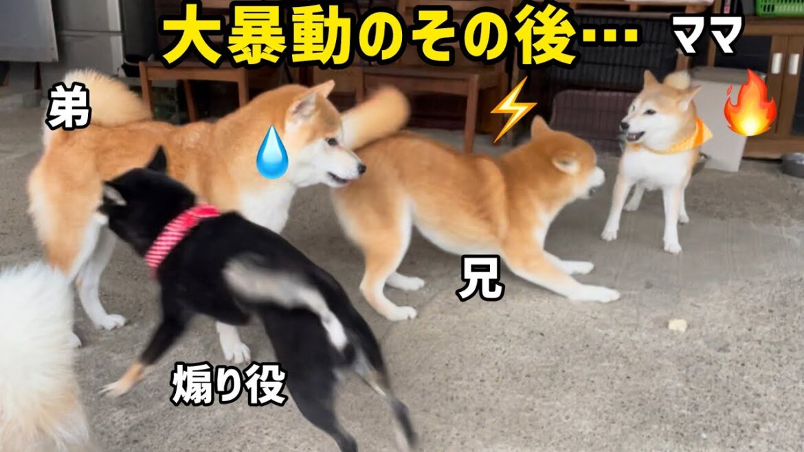 家族を巻き込んで暴走する柴犬最強ママがさらに天然不思議ちゃん過ぎてかわいい 家族を巻き込んで暴走する柴犬最強ママがさらに天然不思議ちゃん過ぎてかわいい