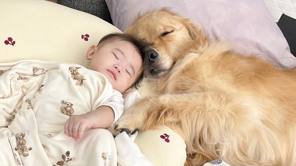 まるで母親のように赤ちゃんに寄り添って眠るゴールデンレトリバーが可愛すぎました...