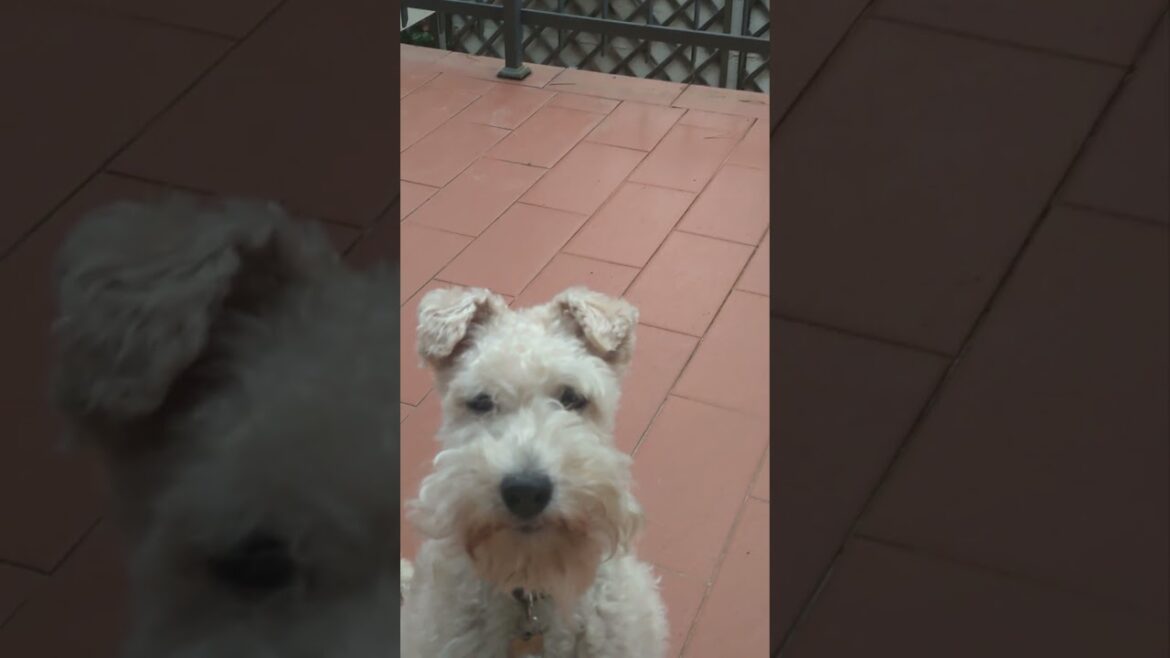 うちの犬が好きすぎる隣家のツンデレ猫　#shorts