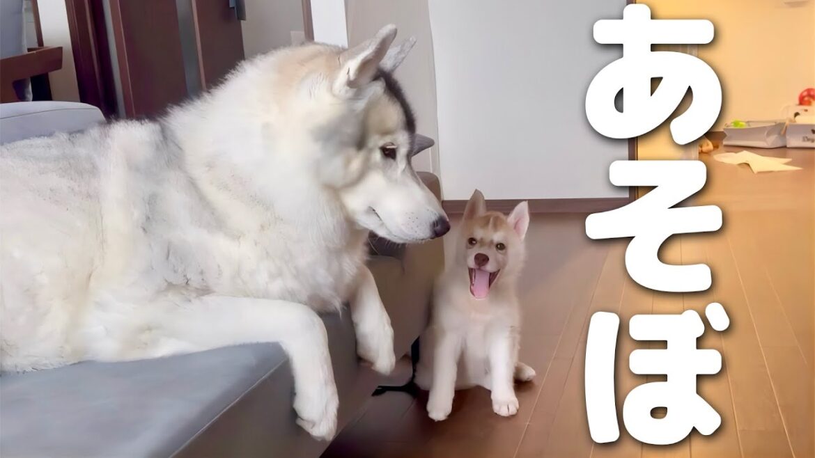 赤ちゃんハスキーの終わらない遊びに疲れ、思考停止した愛犬がこちらです・・・