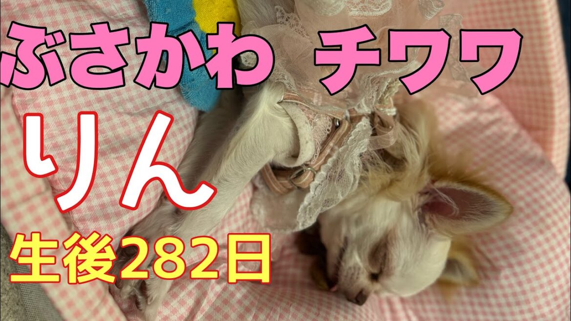 ぶさかわチワワりん。生後282日【vlog】