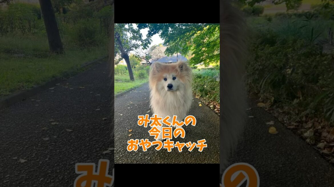 み太くんの今日のおやつキャッチvol.16 #秋田犬 #akitainu #shorts