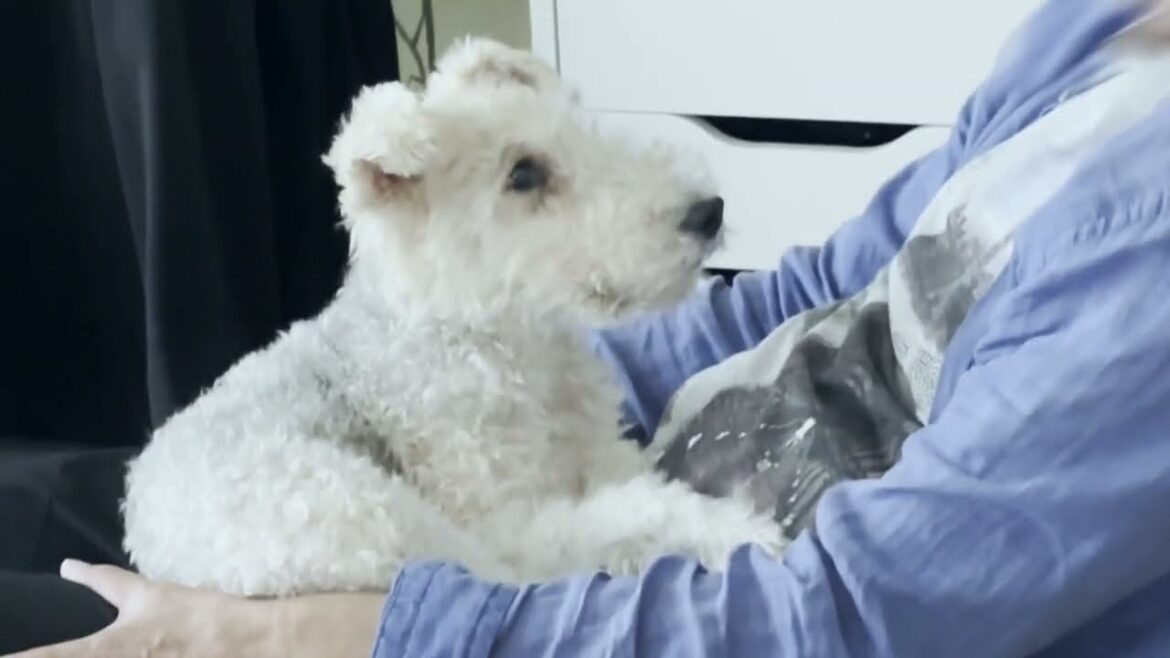 膝の上のワイヤフォックステリアさん　＃ワイヤーフォックステリア