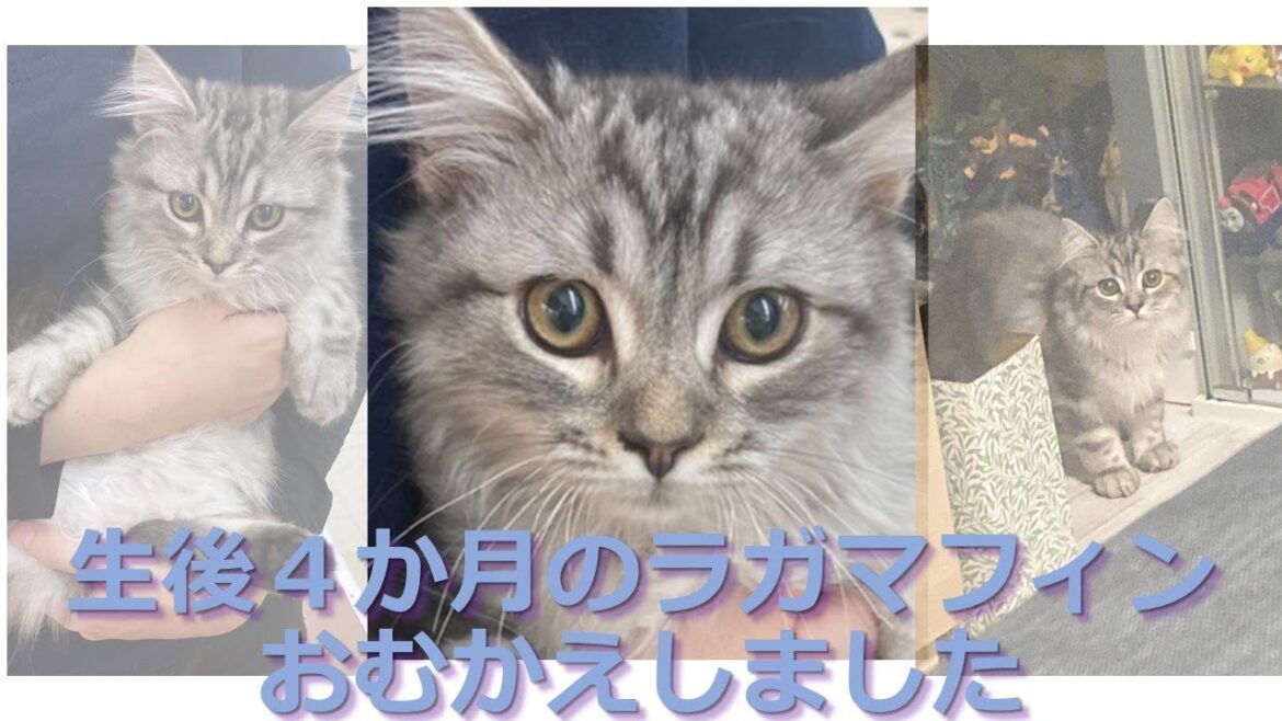 こしゃくれ猫のラガマフィンが我が家にやって来ました