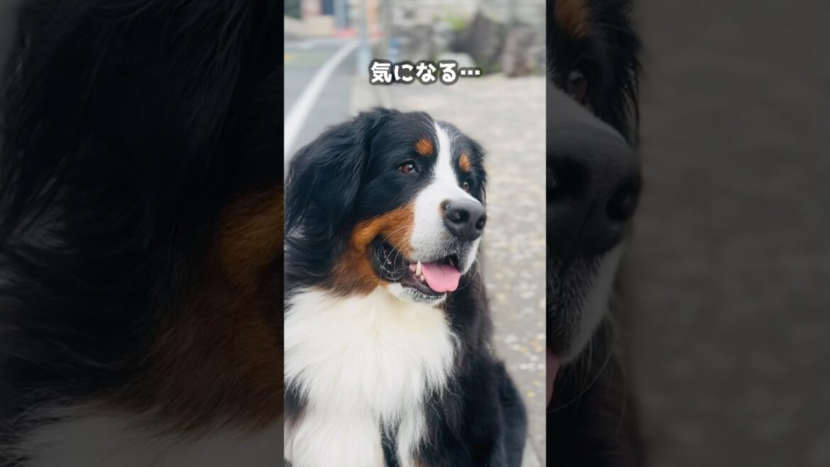 公園の「犬を入れないで」看板の犬がユニークすぎて気になる…