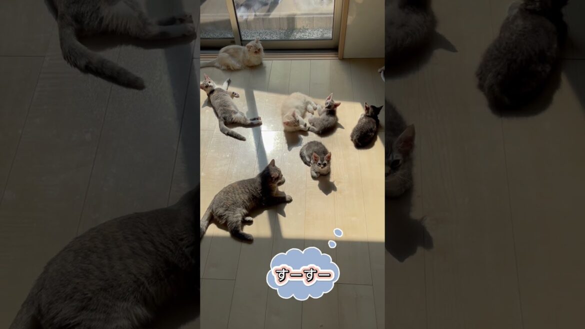 日向ぼっこ大好き💕ラパーマちゃんは御家族様募集中✨️ 【お問合せ詳細は説明欄に記載あります】 #ラパーマ #猫 #ブリーダー直販 #マンチカン #ミヌエット #子猫 #猫のいる暮らし #子猫販売