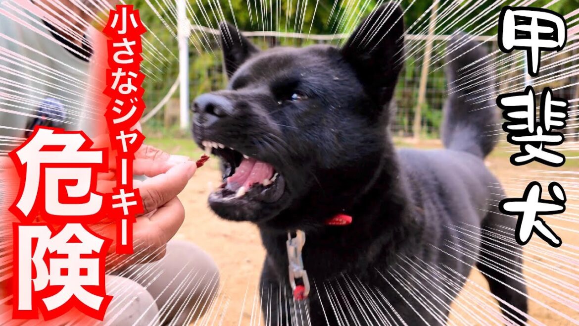 家族親戚を噛んでしまった甲斐犬瑞稀くん小さなジャーキーは危険がいっぱい