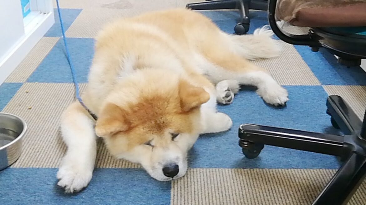 秋田犬会館配信！