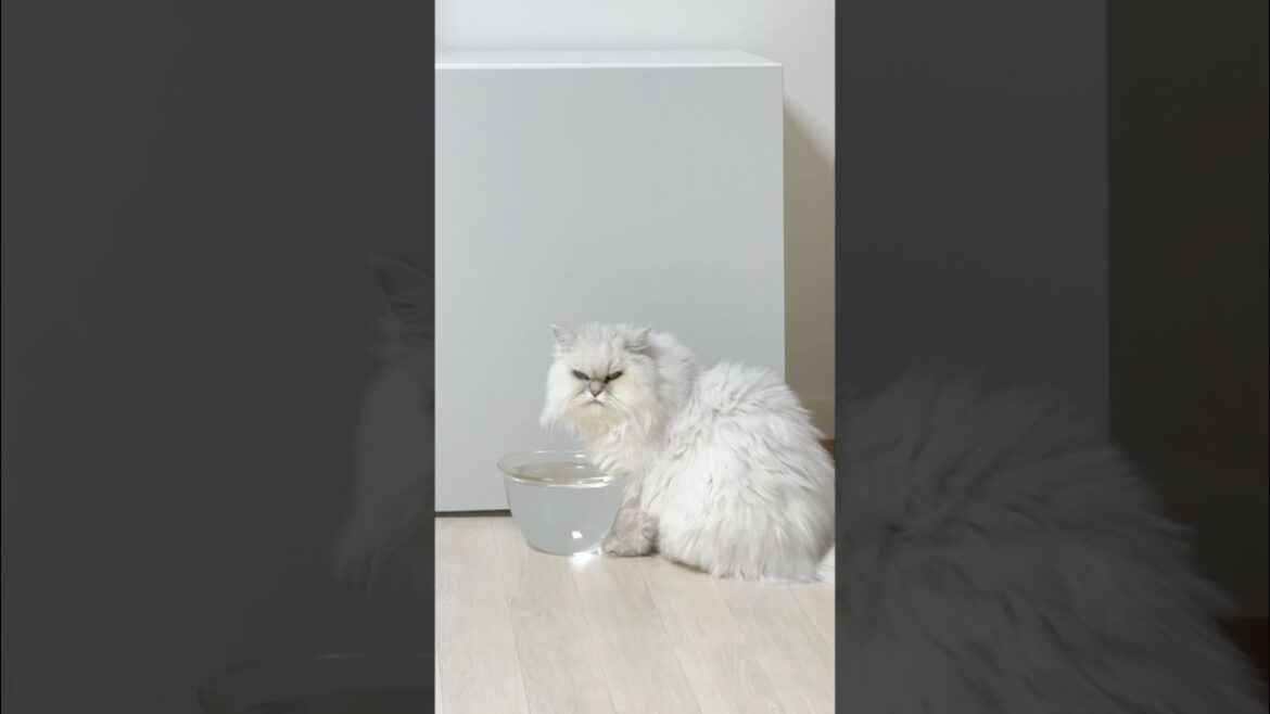 원래 이렇게 생긴걸😾화 안났다옹