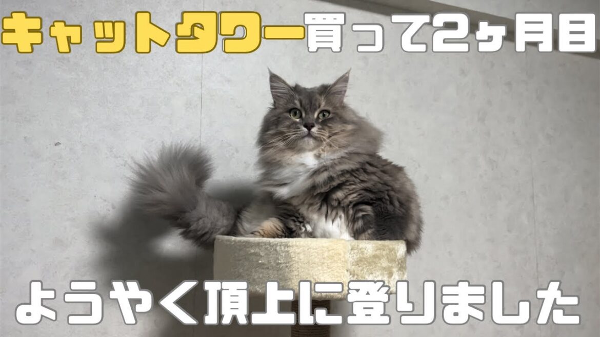 キャットタワー買って2ヶ月目ようやく頂上に登りました