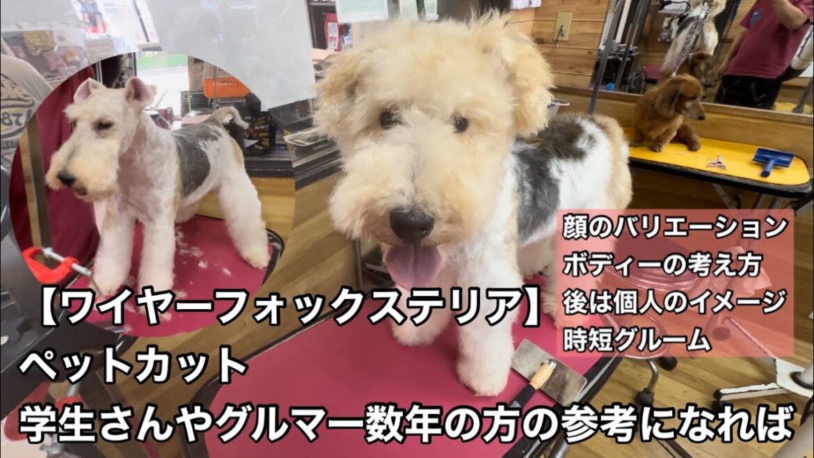 ワイヤーフォックステリアペットカット
