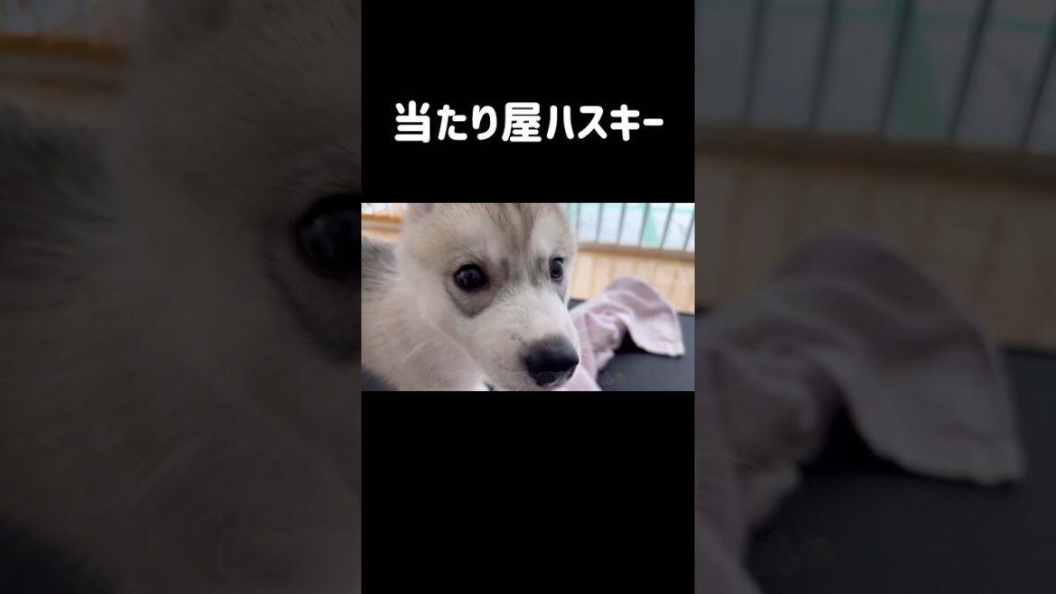 当たり屋ハスキー #シベリアンハスキー #ハスキー #ハスキー犬