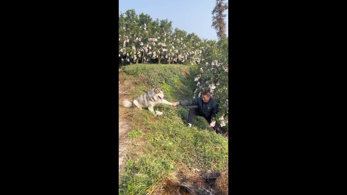 狗子的后花园原来是这样#抖音动物图鉴 #抖in萌宠计划 #萌宠出道计划 #萌宠成精了 #狗子成精了