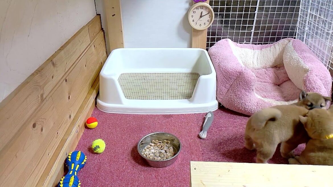 柴犬なつ！子育て生配信【生後40日】むぎ君体重2キロ超えましたー！！