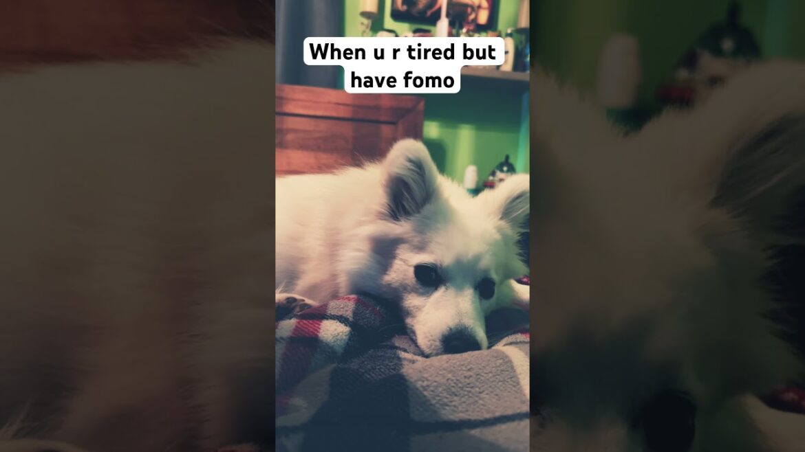 Stop ! Look at this little puppy !