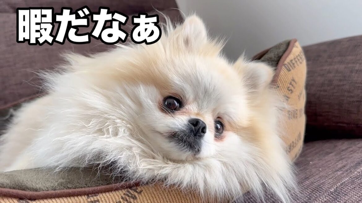 ぐーたらしてる3姉妹ポメラニアンに極上マッサージするとこんな顔をしちゃいますww ぐーたらしてる3姉妹ポメラニアンに極上マッサージするとこんな顔をしちゃいますww