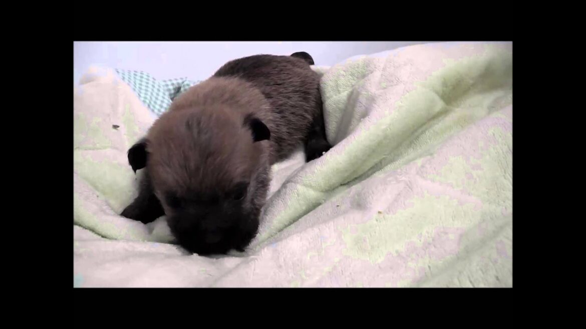 ケアンテリア　子犬　男の子　ウィートン　千葉県生まれ