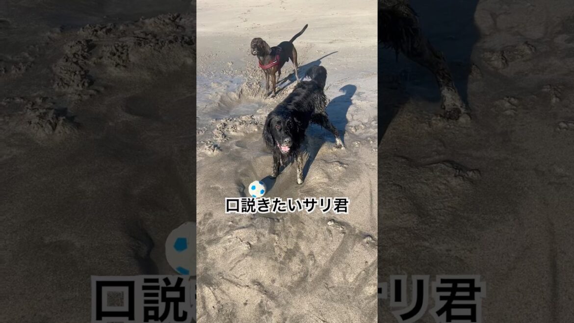 花より団子の黒髪美女#flatcoatedretriever #フラットコーテッドレトリバー #プロットハウンド