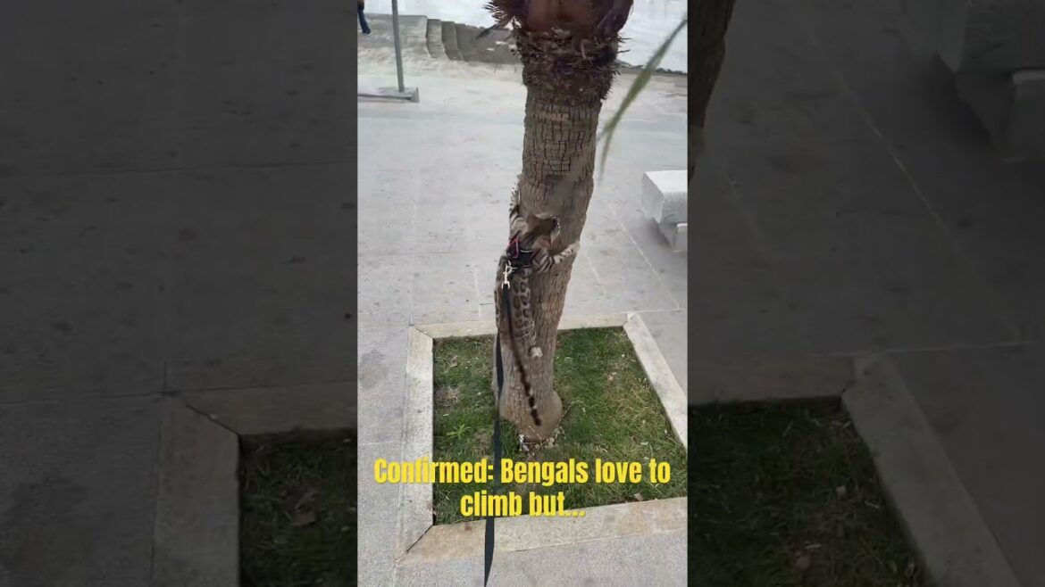 Misconception 2: Will Bengals climb anything and everything? Well… #bengalcat #climbing