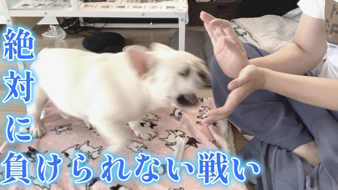 真剣勝負!?必殺技のぶつかり合い…【フレンチブルドッグ frenchbulldog】 真剣勝負!?必殺技のぶつかり合い…【フレンチブルドッグ frenchbulldog】