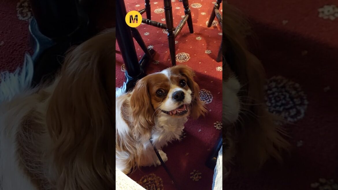 Well well #viralshorts #mila #mylifewithmila #cavalierkingcharlesspaniel #dog #puppy #cute #fun