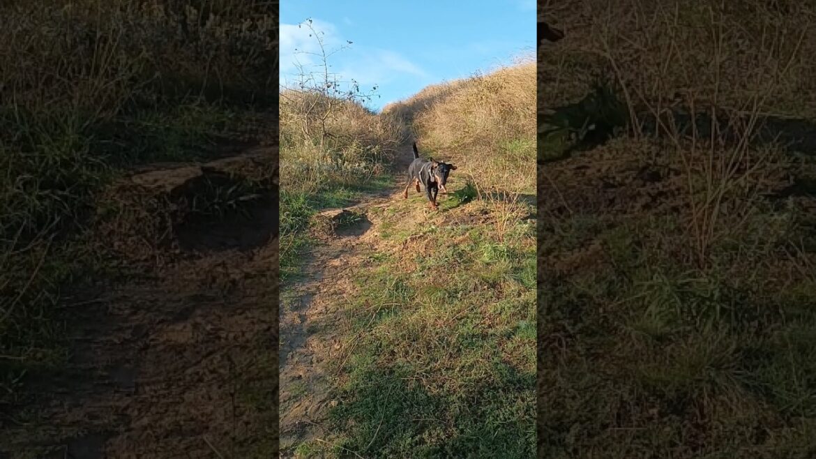 ⚡Рубик⚡Гроза⚡фазан ягдтерьер немецкий охотничий терьер гончая german hunting terrier jagdterrier
