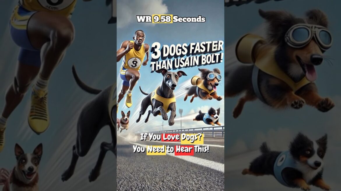 Three Dogs Faster Than Usain Bolt!!! 🐕⚡#dog #dogs #shorts